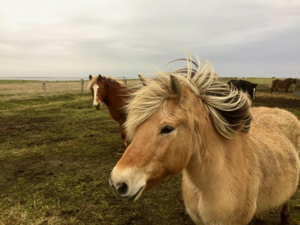 Ponys_auf_Amrum