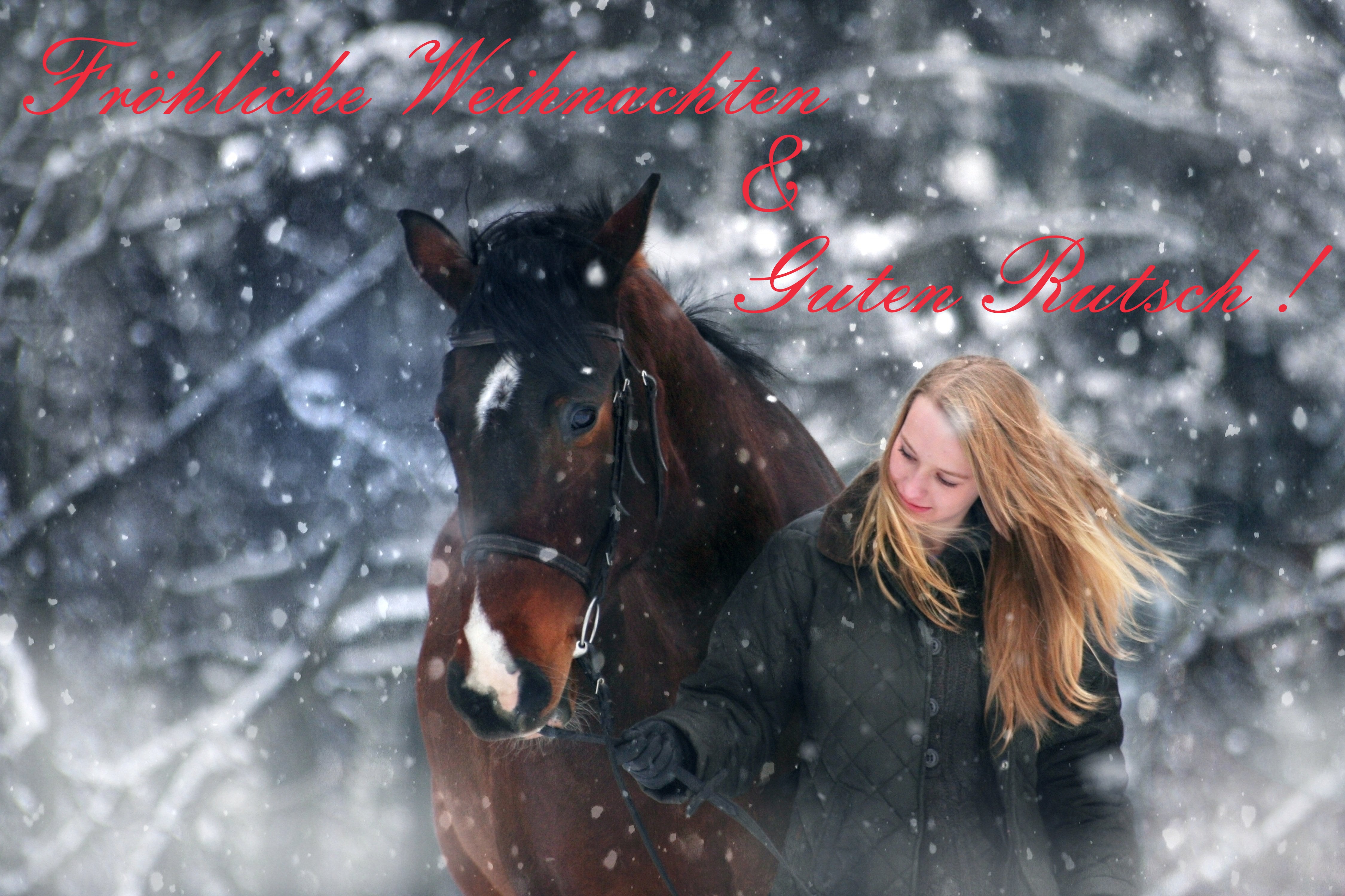На коне в снегу. Лошади зимой. Зимняя фотосессия с лошадью. Лошади в снегу. Девушка с лошадью.
